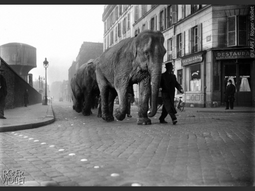 elephant paris